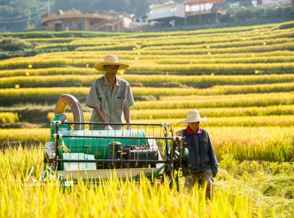 配资正规配资门户 湖北秭归：高山冷水稻田丰收