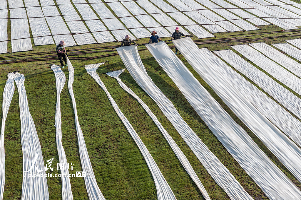 广西蒙山：晾晒香云纱